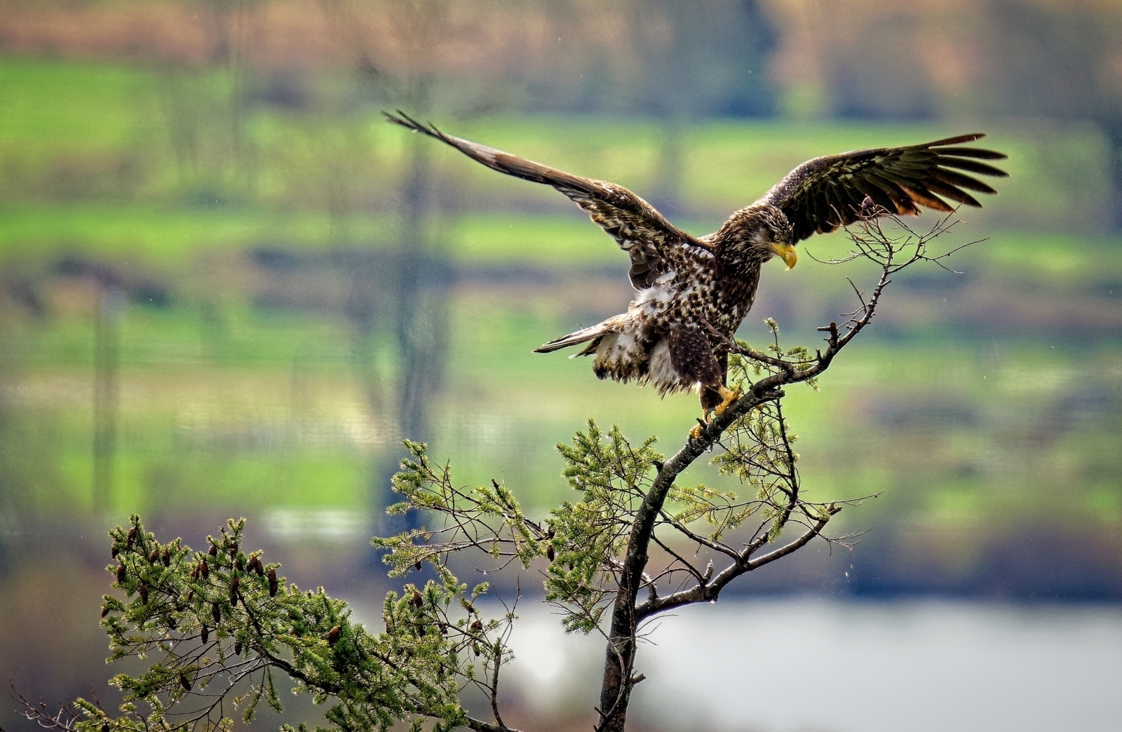 Young eagle notices something