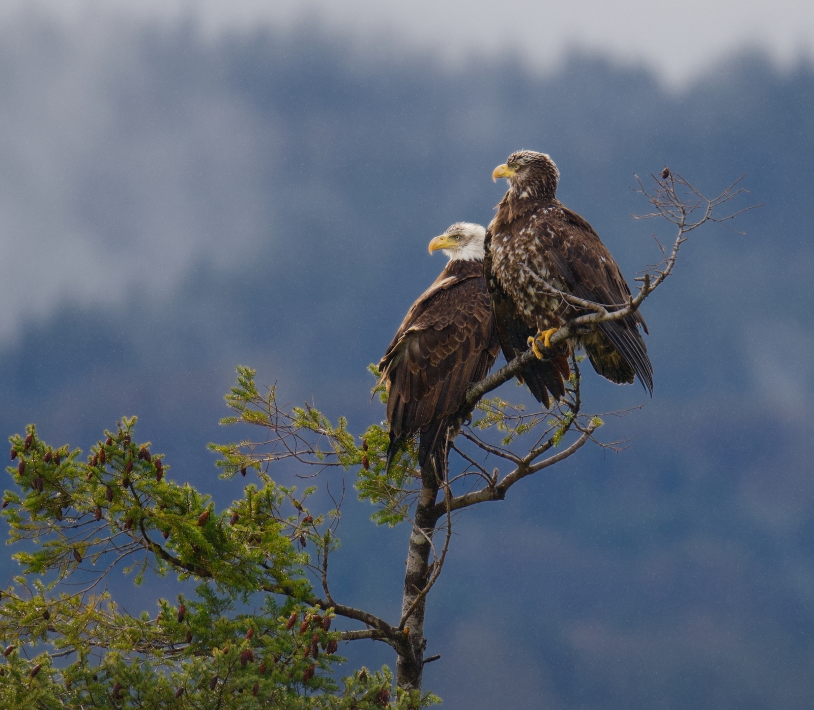 Eagles perched side by side