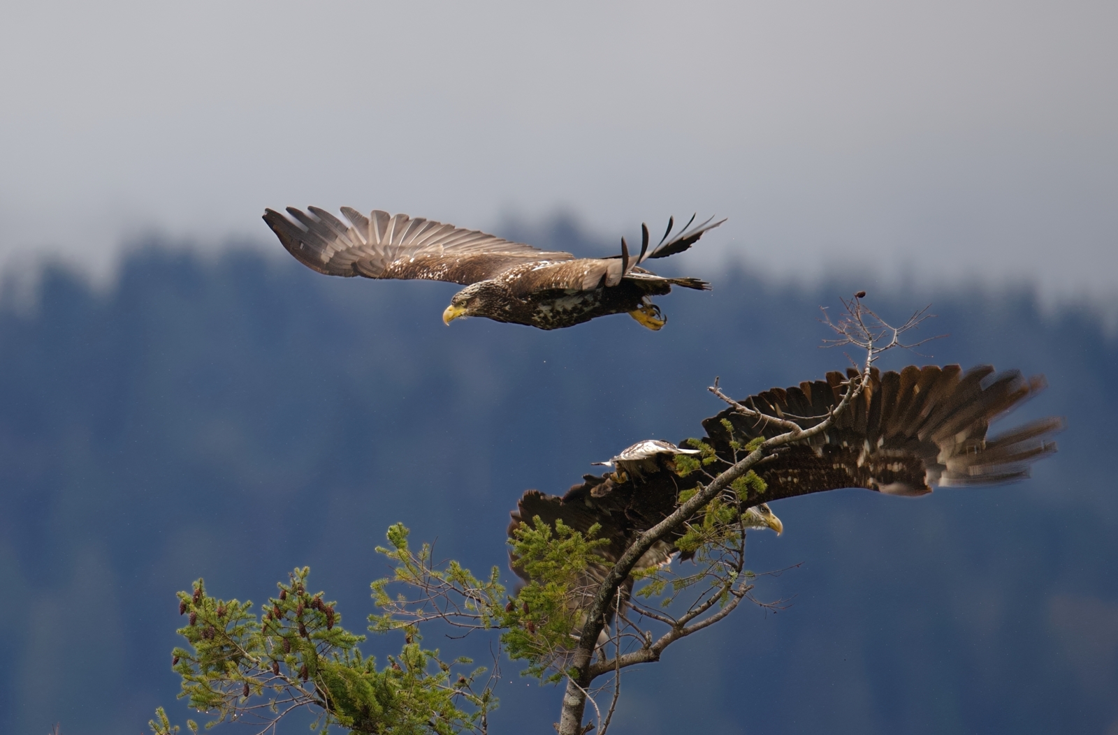 Young eagle catching air
