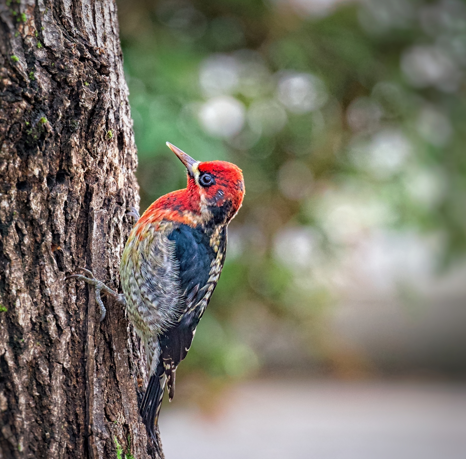 Red-breasted Sapsucker at work