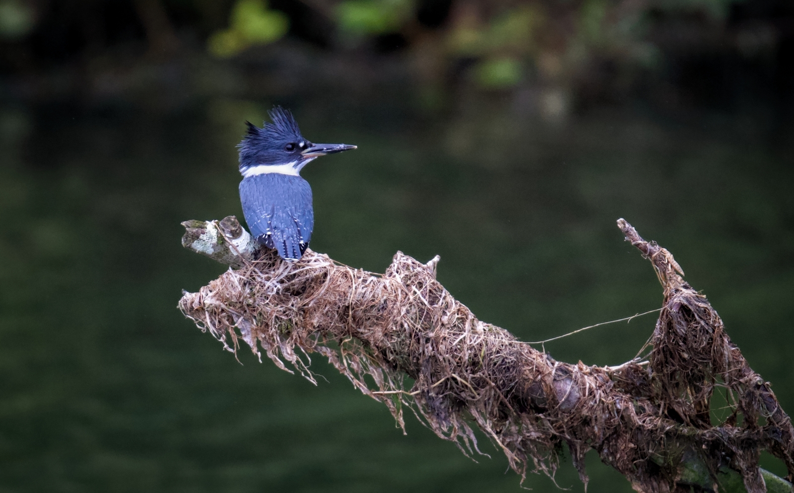 Kingfisher along the Columbia River