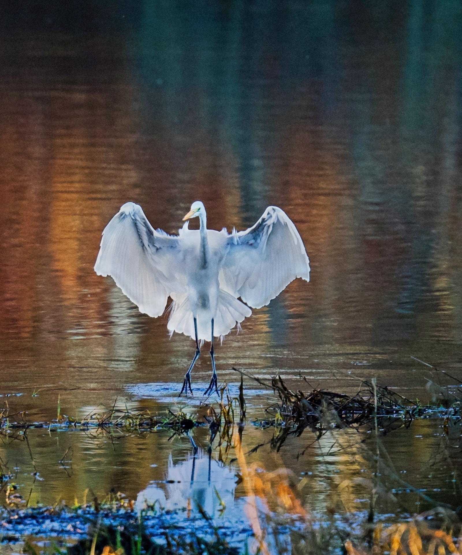 Great Egret almost has touch down