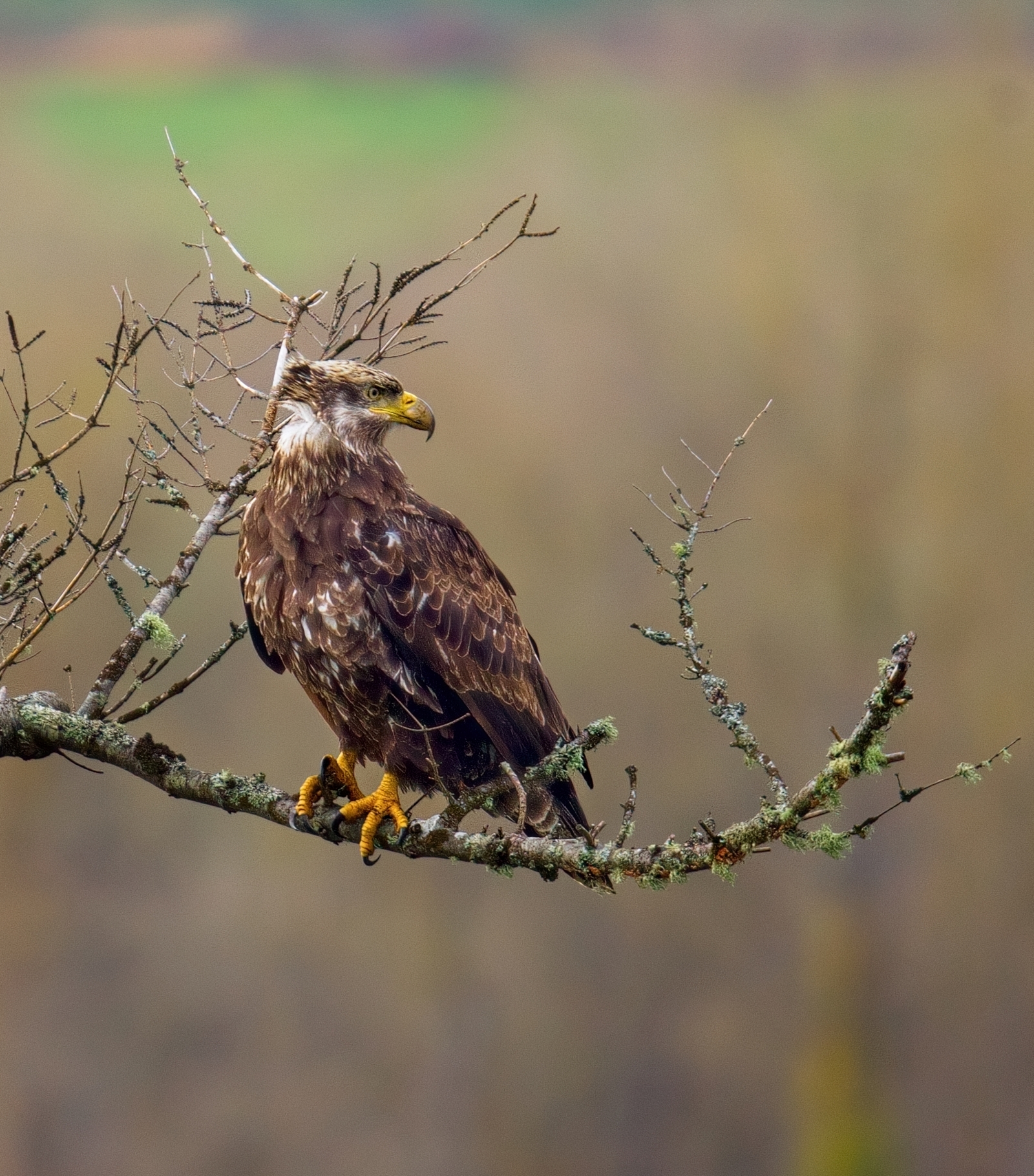 Young bald eagle perched